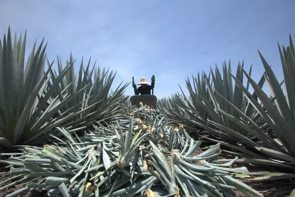 Recolección de agave para su procesamiento en Los Altos de Jalisco