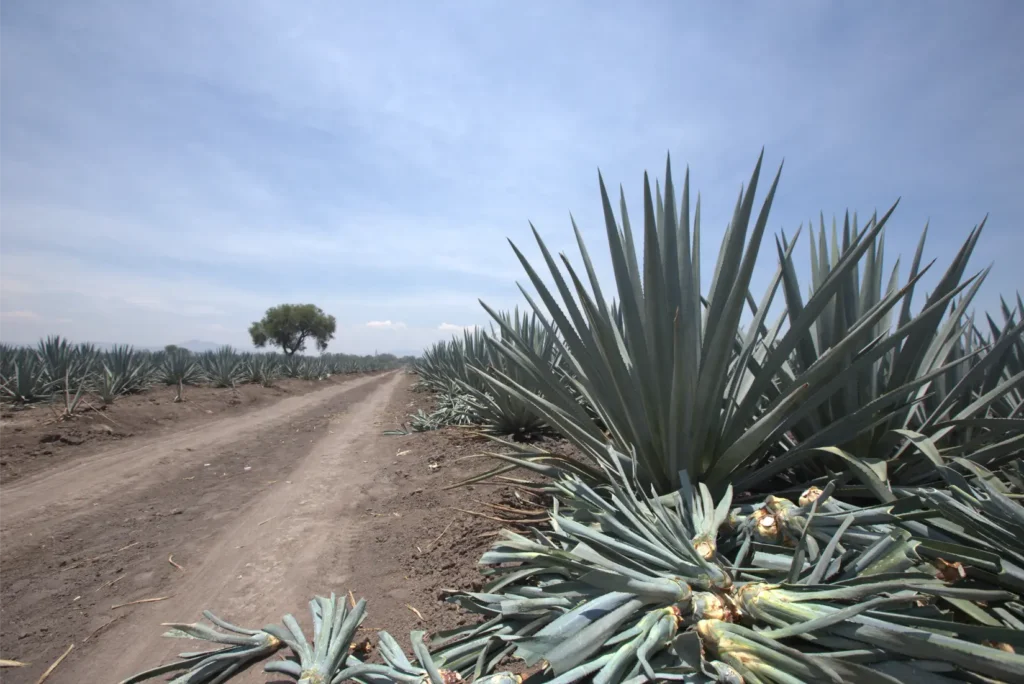 Cultivo de agave en Los Altos de Jalisco