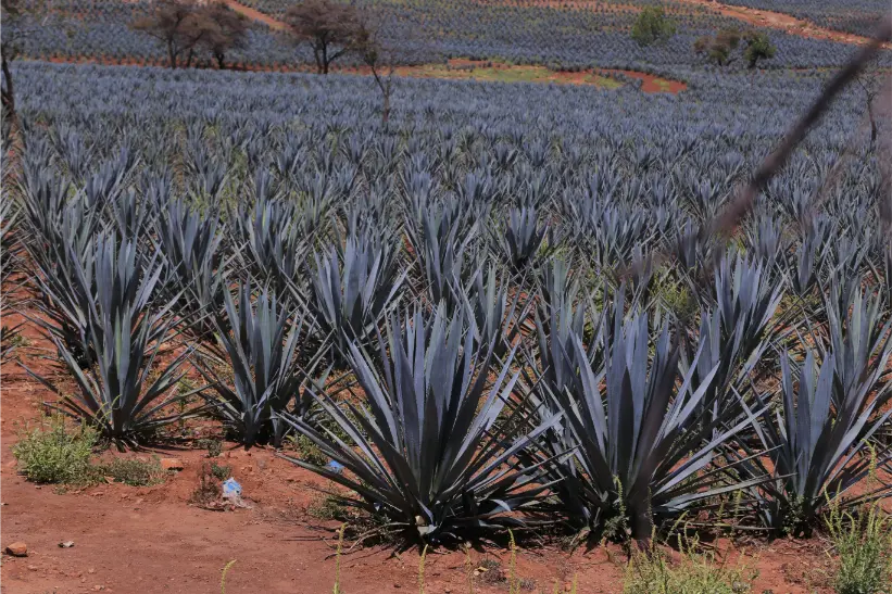 Campos de agave en Los Altos de Jalisco